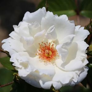 You Garden