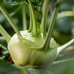 Kohlrabi S