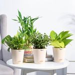 UGAOO Vastu Plants Combo of 4 Live Plants for Home & Offices - Lucky Bamboo, Money Plant Golden, Money Plant Variegeted, Jade Mini