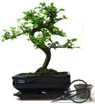 Chinese Elm Bonsai Tree S Trunk 20cm Blue Pot