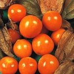 Cape Gooseberry Seeds - 150 Cape Gooseberry Physalis Seeds – Plant and Grow Your Own Vegetables Indoors or Outdoors. Ideal for Greenhouse, Polytunnel or Sunny Patio. Packed in The UK by Meldon Seeds