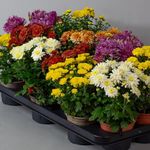 3 x Chrysanthemum Garden mums - Plants Outdoor Garden Ready, in 10.5cm Pots, Outdoor Perennial All Year Round (Mixed Colour)