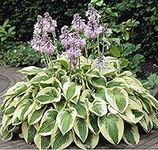 Seed Hosta Patriot Plantain Lily Large Hardy White Green Easy New Perennial Seed HYBRIDA Shade Lover to Full Sun EZ Lavender Flower Resists Slugs Award Winner Bestdealhere Seeds