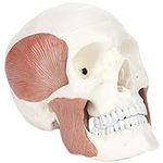 3-Part Human Skull Model with Masti
