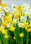 Gebdinsh Garden® Imported Daffodil Flower Plants Bulbs For Outdoor Gardening (Pack Of 5 Bulbs)