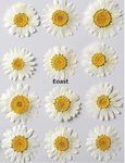 Eoast® Natural Dried Flower for Resin Art Decorative| for Candle|Handmade Epoxy Crafts| DIY Jewelry |Photoframe Ornament | Resin Art|SOAP Making -Assorted (Daisy/Crystal [ Luxury White])