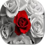 Rose Flower HD Wallpapers