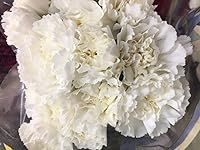 Cut Flowers White Carnation