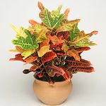 Codiaeum Excellent | 35-45cm Potted Joseph's Coat | Indoor House Plant Gift