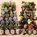 Succulent and Cactus Plant Mix - 20 Plants - 10 Succulent Plants - 10 Cactus Plants - in 5.5cm Pots