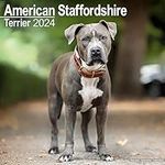 American Staffordshire Terrier Cale