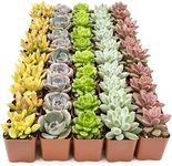 Live Succulents Plants Live Bulk Pl