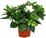 Gardenia - Fragrant Flowering Plant