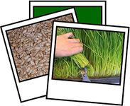 500g Wheat Grass Seed Juicing & Sprouting Excellent Source of Fibre & Nutrients…cat Grass