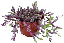 Live Succulent 4" Othonna Capensis 