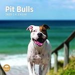 2025 Pit Bulls Monthly Wall Calendar by Bright Day, 12 x 12 Inch Cute Dog Breed Gift