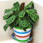 Glorious Calathea Makoyana Peacock or Cathedral Window Potted 30-40cm Houseplant