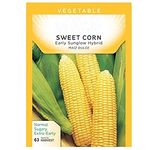 VIBEX -™ VXL-389 American Sweet Corn Seeds