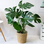 Monstera Cheese Plant Around 40-50cm in Height - Swiss Cheese Plant Easy to Grow