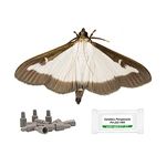 IPM Direct Box Tree Moth Refill Pheromone Lure - Pack of 3