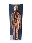 AI-Human Circulatory System Model/Anatomical model/Used for educational purpose/On board 10''x 24''