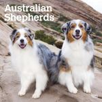 Australian Shepherds | 2025 12 x 24 Inch Monthly Square Wall Calendar | BrownTrout | Animals Dog Breeds