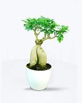 BIRTHRIGHT Ginseng Grafted Ficus Indoor Real Bonsai Live Plants - 5 Year Old