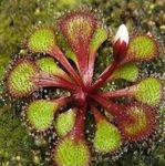 Drosera Lowriei Perennial Tuberous Carnivorous Plant Seeds