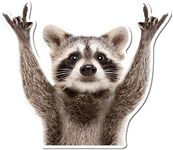 Rocking Raccoon Sticker, Funny Racc