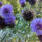 Plant World Seeds - Cynara Cardunculus 'Cardoon' Seeds (Perennial Flower Seeds)