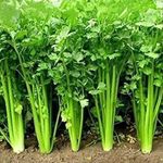 Green World CELERY IMPORTED/DHANAYA SEEDS FOR KITCHEN GARDENING (200 seeds)