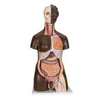 3B Scientific B37 24 Part Deluxe Dual Sex Human Torso Model, African Ethnicity, 15" Length x 9.8" Width x 34.3" Height