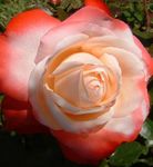 Rosa Bush Rose Hybrid Tea 'Nostalgia' Plant