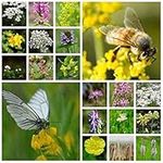 Wildflower Seeds - Bee & Butterfly 