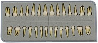 Dentalmall 1 Box Dental Model Teeth Model 28 Pcs 1:1 Full Permanent Teeth M7021