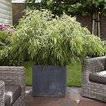 You Garden - Fountain Bamboo Fargesia Rufa in a 2L Pot 40cm Tall - Evergreen Clump-Forming Bamboo Plant for Outdoors, Pots & Patios Grow to Max Height of 3m, Perfect for Containers