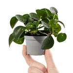 Baby Chinese Money Plant - Pilea Peperomioides Small Potted Baby Houseplant Gift for Indoor Home Office Kitchen Living Room