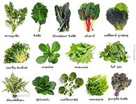 GARDEN CARE Arugula, Kale, Swiss Card, Red Mustard, Endive, Mizuna, Tatsoi Komatsuma, Spinach, Rocket, Water Cress, Romaine, Red Kale (3 TYPES)