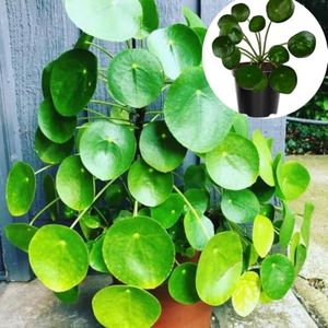 Money Plant, 02 Pilea Peperomioides Plants Live for Garden, House Plant, Money Live Plant from 5 to 8 Inches Tall Seedling