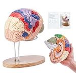 VEVOR Human Brain Model Anatomy 9-P