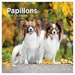 2024 Papillons Monthly Wall Calendar by Bright Day, 12 x 12 Inch