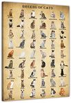 BASYEEO Cat Breeds Posters, Vintage Cats Knowledge Poster, Breeds of Cats, Type of Cats, Cat Decor for Cat Lovers, Cat Wall Art Unframed 12x18inch