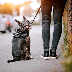IDC Powerharness Dog Harness, Black, Size L – Adjustable & Durable