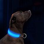 LED Dog Co