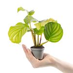 Baby Prayer Plant - Calathea Orbifolia Small Evergreen Indoor Air Purifying Houseplant for Home, Office, Kitchen, Bathroom | Grow Your Own Baby Plants