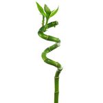 3 x Lucky Bamboo 30cm Spiral Stems for Indoor Plant Pot Garden Windowsill Bowl