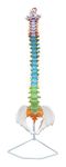 TeachingNest | Vertebral Column Flexible, Didactic, Painted, Life Size 85 cm| Anatomical Model | Bones and Skeleton | PVC