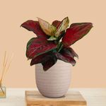 Greenkin Aglaonema Red Beauty Live Indoor Plant in Decorative Eco Pot | Air purifying Healthy Live Plant for Home, Office, Bedroom, Living Room, Bathroom (Beige)