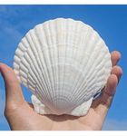 QEQEKAKA 10PCS Large Scallop Shells Crafts 4''-5'' Large Shells Decoration, for Baking Shells, Crafts DIY Painting Beaching Wedding Decoration, Beach Natural Scallop Shells Bulk