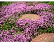 1000 Thymus Serpyllum Seeds - Creeping Thyme/Wild Thyme/Breckland Thyme - 1000 Seeds